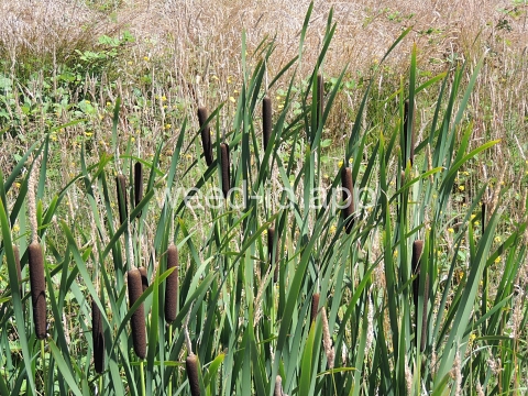 cattail, common